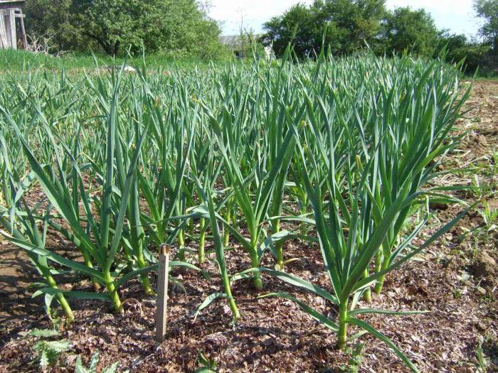 What to plant after garlic next year