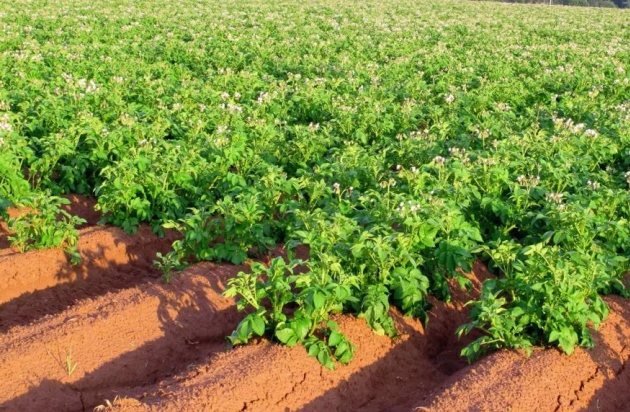 Apa yang perlu ditanam selepas kentang tahun depan?