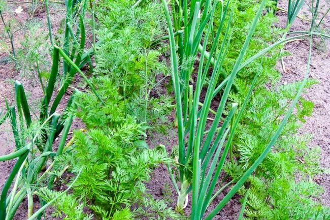 What to plant after carrots next year, crop rotation rules