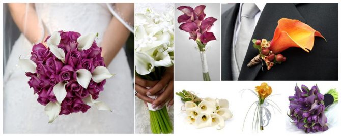 What does the calla flower symbolize?
