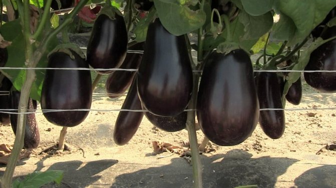 Vad är en aubergine - är det ett bär eller en grönsak: vi räknar ut det tillsammans och lär känna växten närmare