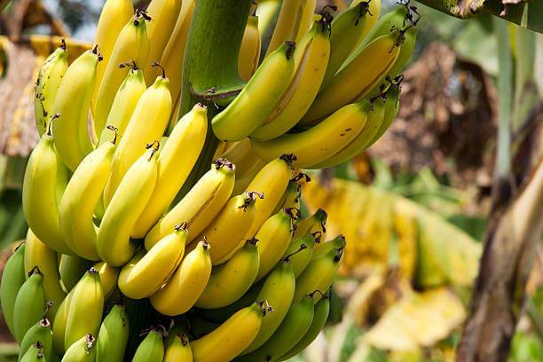 ما هو عشب الموز أو الشجرة