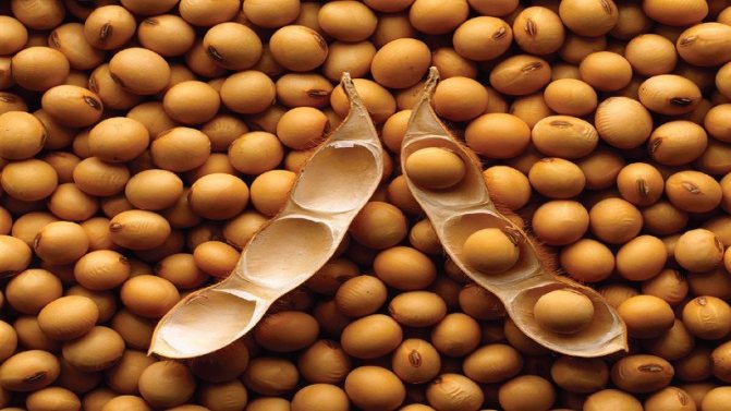 Apa itu kacang dan bagaimana ia berbeza dengan kacang