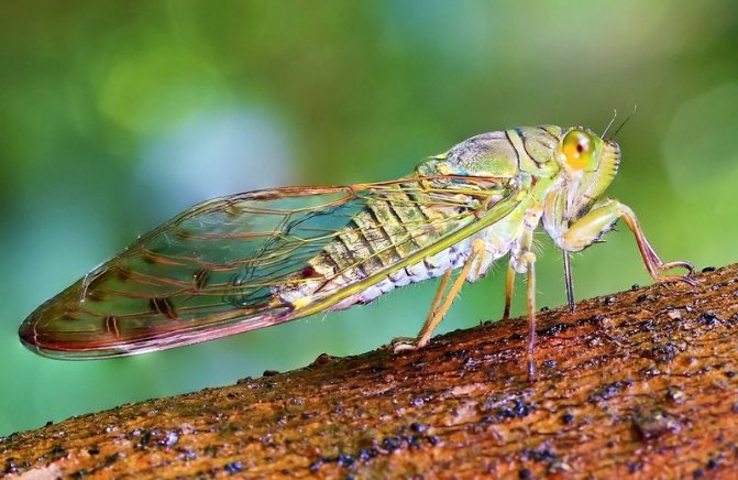 What are cicadas at night