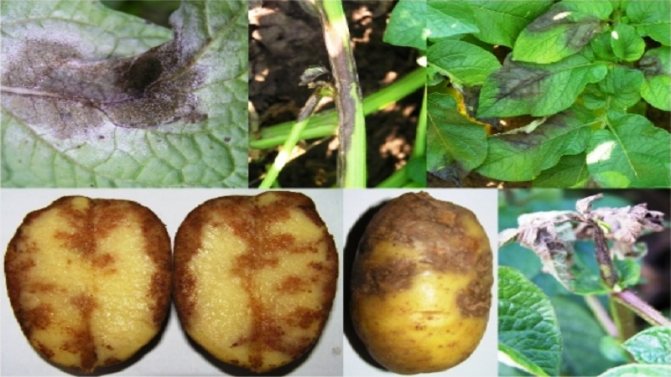 Vad är potatis senblod: en beskrivning av sjukdomen och behandlingsmetoder