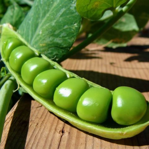 What are peas? Description, types and varieties, cultivation features