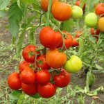 ما هي أنواع الطماطم غير المحددة والحاسمة: الاختلافات بينها ، المزايا والعيوب