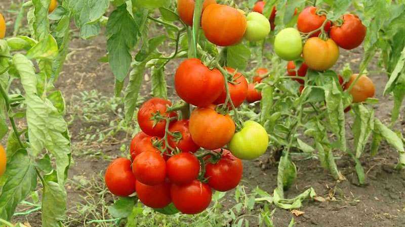 ما هي أنواع غير محددة ومحدد من الطماطم: الاختلافات بينها ، المزايا والعيوب