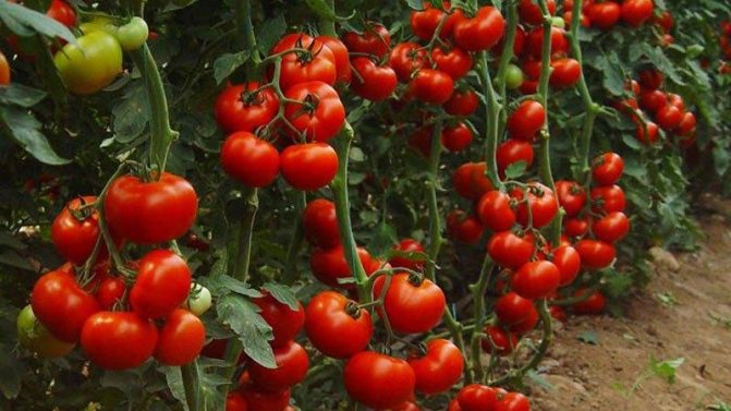 Apa jenis tomato yang tidak ditentukan dan menentukan: perbezaan di antara mereka, kelebihan dan kekurangan