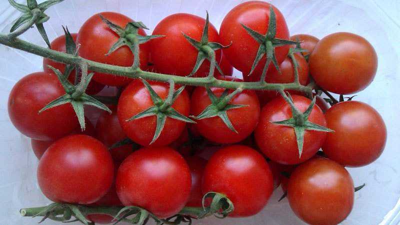 Кои са неопределените и определящи сортове домати: разлики между тях, предимства и недостатъци