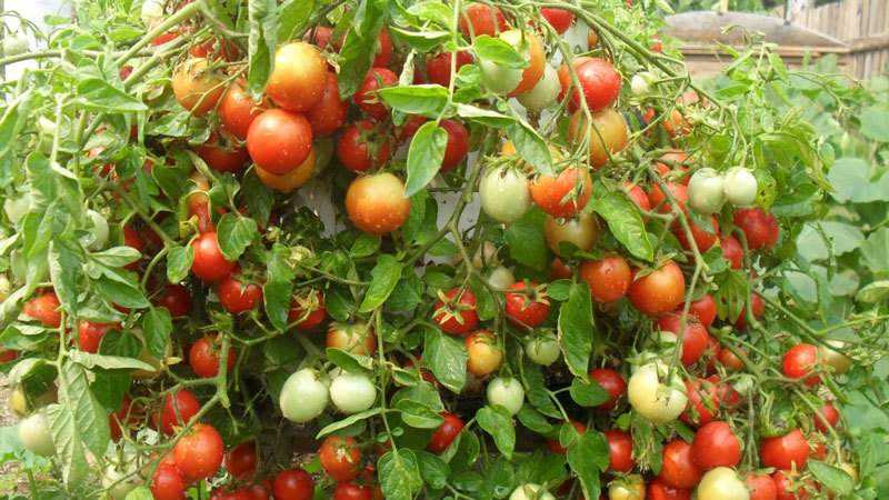 Apa jenis tomato yang tidak ditentukan dan menentukan: perbezaan di antara mereka, kelebihan dan kekurangan