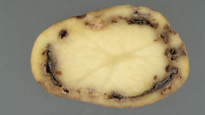 Какво е пръстеновидно гниене на картофи и методи за справяне с него