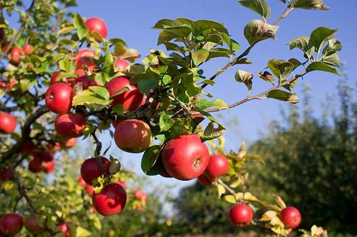 Vad är lav och hur kan man bli av med det på ett äppelträd?