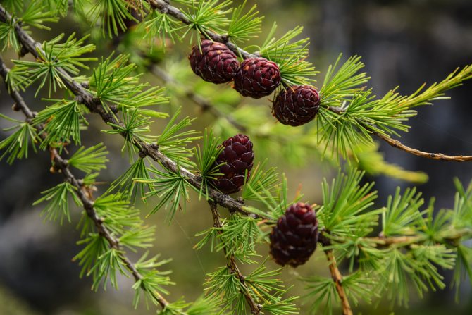 What is larch: 25 photos
