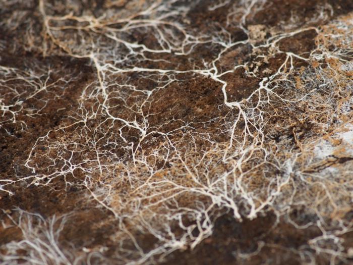 ano ang mycorrhiza sa biology