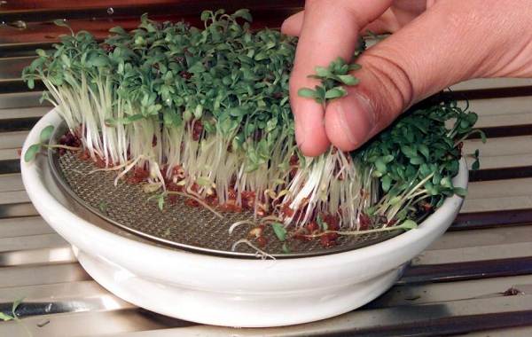 Ce este microgreen-Descriere-caracteristici-cultivare-și-proprietăți-utile-10