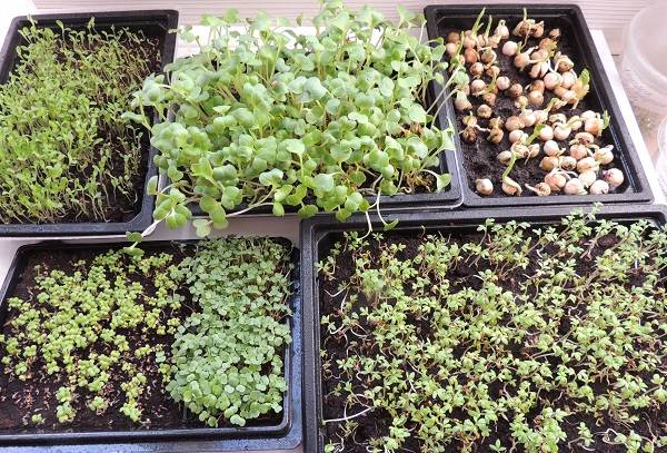 What-is-microgreens-Description-features-cultivation-and-useful-properties-14