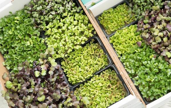 What-is-microgreens-Description-features-cultivation-and-useful-properties-15