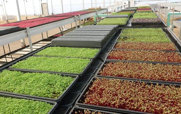 What-is-microgreens-Description-features-cultivation-and-useful-properties-16