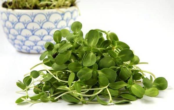 What-is-microgreens-Description-features-cultivation-and-useful-properties-18
