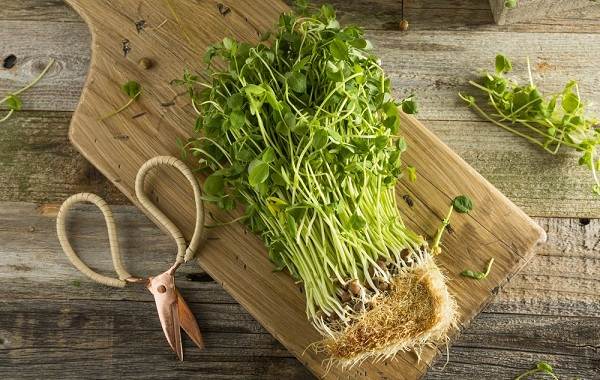 What-is-microgreens-Description-features-cultivation-and-useful-properties-3