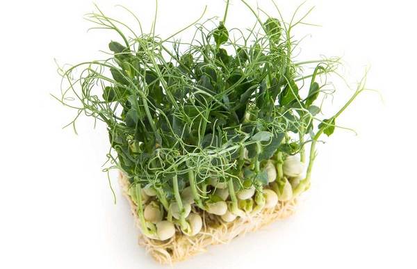 Ce este-microgreens-Descriere-caracteristici-cultivare-și-proprietăți-utile-4