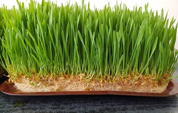 What-is-microgreens-Description-features-cultivation-and-useful-properties-5
