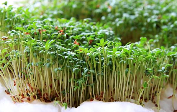 What-is-microgreens-Description-features-cultivation-and-useful-properties-6