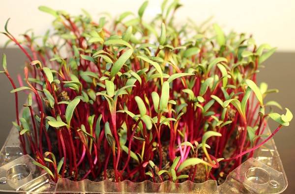 What-is-microgreens-Description-features-cultivation-and-useful-properties-7