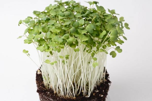 Ce este microgreen-Descriere-caracteristici-cultivare-și-proprietăți-utile-8