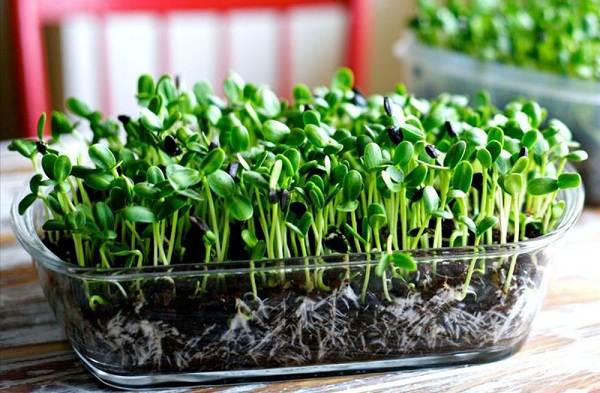 What-is-microgreens-Description-features-cultivation-and-useful-properties-9