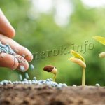 What are mineral fertilizers?