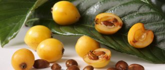 What is medlar - what does fruit and seeds look like?