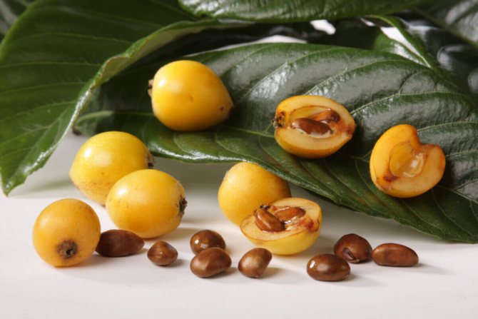 What is medlar - what does fruit and seeds look like?