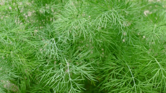 What is garden dill and its characteristics