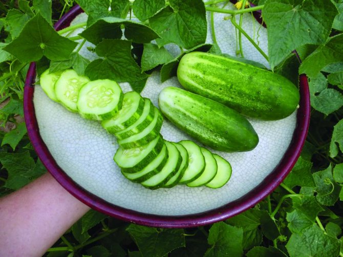 What is a parthenocarpic hybrid of cucumber