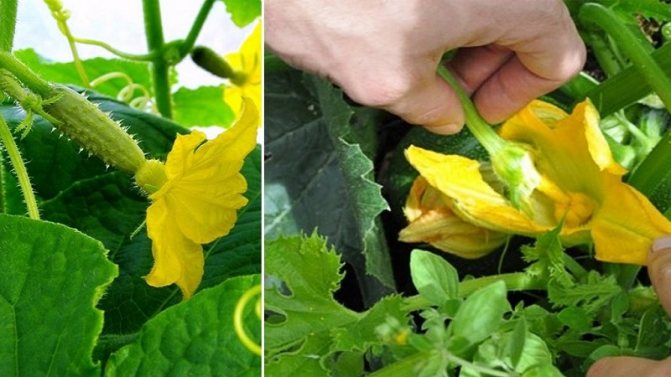What is barren flowers on cucumbers and features of its treatment that you may not know about