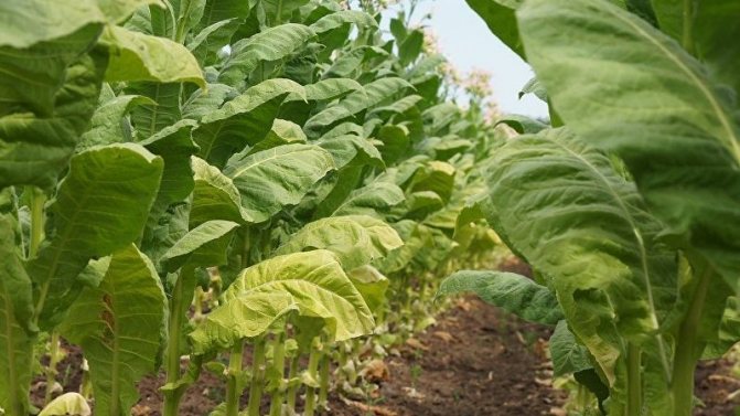 Co je tabák, jeho původ, pěstování a použití