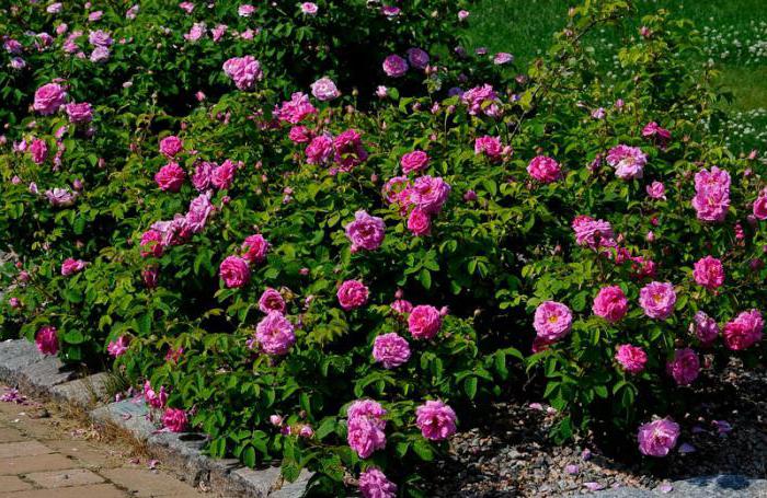 co růže znamená rast sem rosaceae