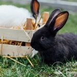 За постигане на успех в развъждането на зайци е необходимо да се създадат оптимални условия за животните и да им се осигурят адекватни грижи.