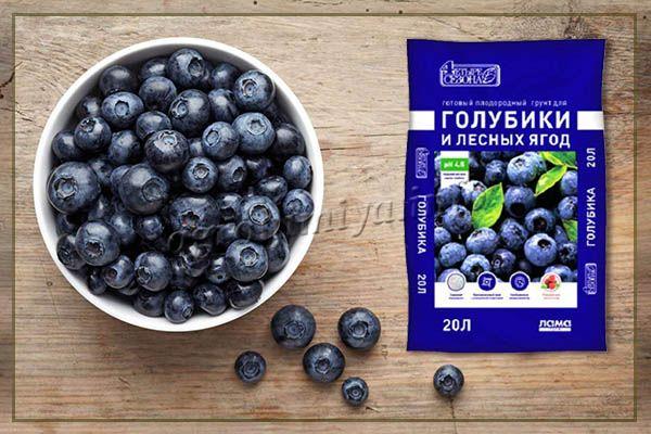 In order for the culture to quickly start and grow, it is recommended to purchase a special “Four Seasons” soil for blueberries and wild berries.