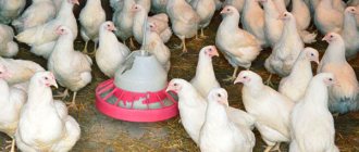 За да се предотврати пилетата да кълват яйца, кокошарникът се проверява всеки ден.