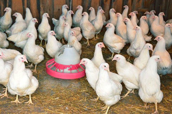 För att förhindra kycklingar från att plocka ägg kontrolleras kycklinghuset varje dag.