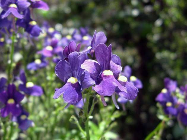 للاستمتاع بزهور اللوبيليا من بداية الصيف ، تحتاج إلى زرع البذور في أواخر فبراير أو أوائل مارس.