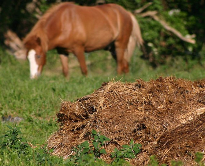 För att neutralisera grisgödsel blandar bönder ibland den med hästgödsel.
