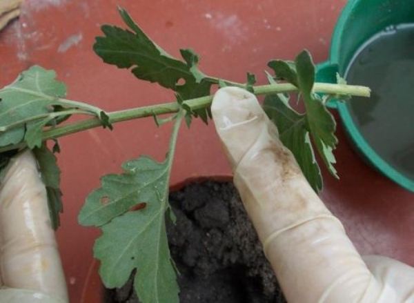 Um starke Stecklinge der koreanischen Chrysantheme zu erhalten, müssen Sie junge Triebe nicht länger als 8 cm abschneiden