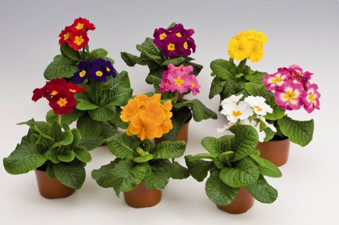 For primroses to bloom magnificently, they need some care.