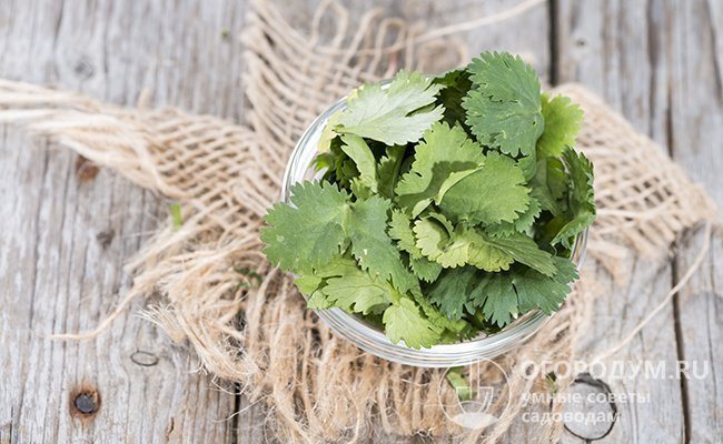 To keep the coriander fresh for 7-14 days, place the herbs in a glass of cool water. Keep the leaves above the liquid level, otherwise they will quickly deteriorate