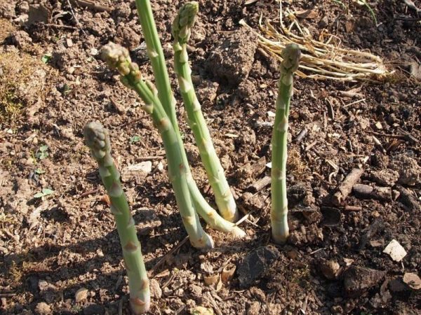 To cope with the cold winter asparagus, it must be shortened in advance.