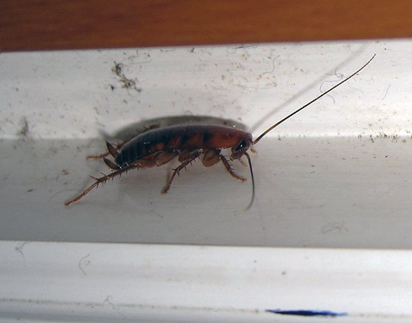Pentru a preveni reproducerea gândacilor în apartament din nou, este important să blocați aici toate căile de pătrundere a acestora.
